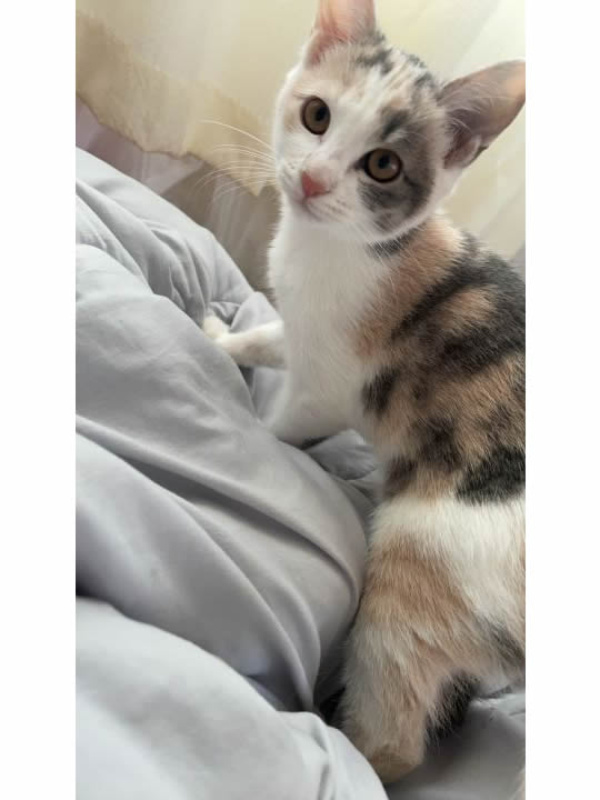 かわいい子猫の里親募集中