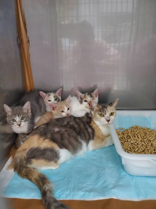かわいい子猫の里親募集中