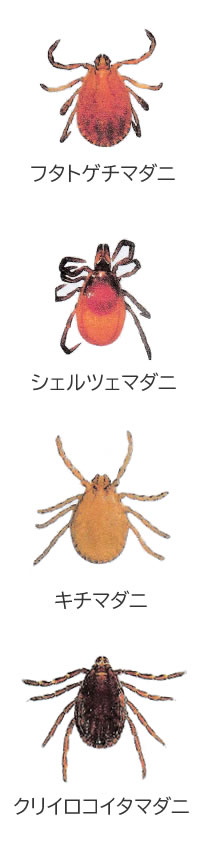 マダニ